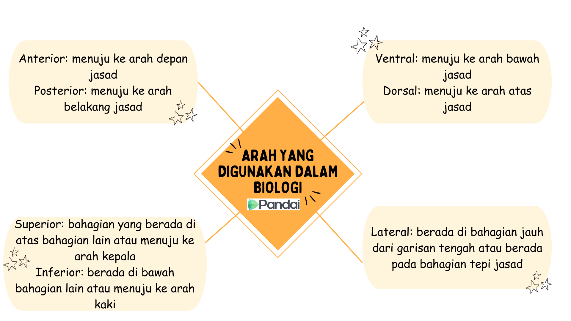 Carta ini mempunyai enam arah yang dijelaskan: 1. Anterior: ke arah depan badan. 2. Posterior: ke arah belakang badan. 3. Superior: bahagian yang di atas semua bahagian lain atau ke arah kepala. 4. Inferior: terletak di bawah bahagian lain atau ke arah kaki. 5. Ventral: ke arah bahagian bawah badan. 6. Dorsal: ke arah bahagian atas badan. 7. Lateral: jauh dari garis tengah atau di sisi badan. 