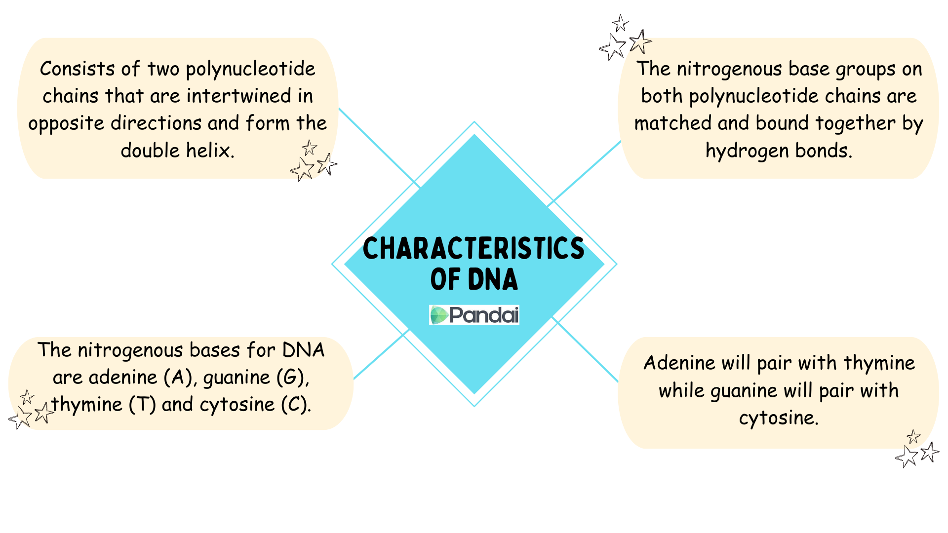 The diagram shows the characteristics of DNA. DNA consists of two polynucleotide chains that are intertwined in opposite directions and form the double helix The nitrogenous base groups on both polynucleotide chains are matched and bound together by hydrogen bonds The nitrogenous bases for DNA are adenine (A), guanine (G), thymine (T) and cytosine (C) Adenine will pair with thymine while guanine will pair with cytosine