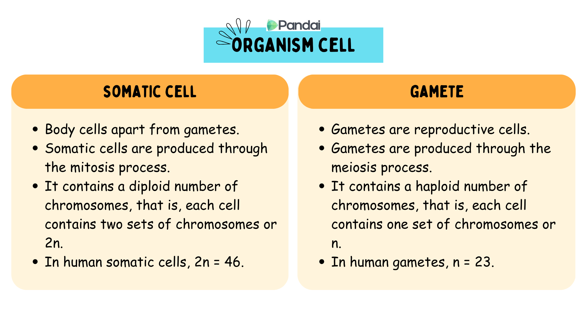 This image is an educational graphic titled Organism Cell from Pandai. It compares somatic cells and gametes. - **Somatic Cell**: - Body cells apart from gametes. - Produced through mitosis. - Contains a diploid number of chromosomes (2n), meaning each cell has two sets of chromosomes. - In human somatic cells, 2n = 46. - **Gamete**: - Reproductive cells. - Produced through meiosis. - Contains a haploid number of chromosomes (n), meaning each cell has one set of chromosomes. - In human gametes, n = 23.