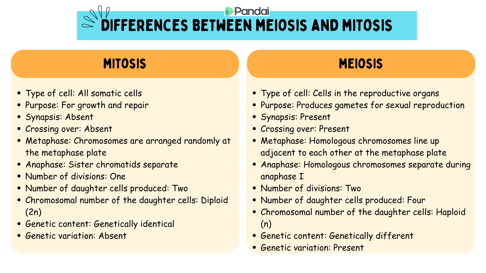 The image illustrates the stages of meiosis, a type of cell division. It begins with Interphase, where DNA is copied. In Prophase I, chromosomes pair up and recombination occurs. Metaphase I shows chromosomes lining up at the equator. During Anaphase I, homologous chromosomes pull apart. Telophase I and Cytokinesis result in two diploid cells. In Prophase II, the process continues with Metaphase II, where chromosomes line up again. Anaphase II shows sister chromatids pulling apart. Finally, Telophase II and Cytokinesis lead to four haploid cells.