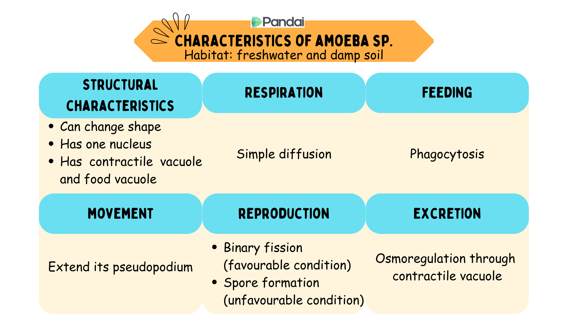 This image is a chart detailing the characteristics of Amoeba sp., which inhabit freshwater and damp soil. The chart is divided into six categories: 1. Structural Characteristics: - Can change shape - Has one nucleus - Has contractile vacuole and food vacuole 2. Respiration: - Simple diffusion 3. Feeding: - Phagocytosis 4. Movement: - Extend its pseudopodium 5. Reproduction: - Binary fission (favorable condition) - Spore formation (unfavorable condition) 6. Excretion: - Osmoregulation through contractile vacuole 