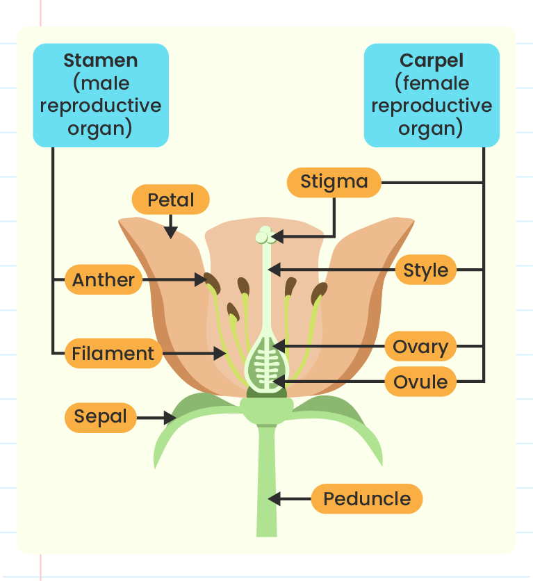 This image is a detailed diagram of a flower's reproductive parts. The flower is divided into male and female reproductive organs. The male part, labeled ‘Stamen,’ includes the anther and filament. The female part, labeled ‘Carpel,’ includes the stigma, style, ovary, and ovule. Other parts of the flower, such as the petal, sepal, and peduncle, are also labeled. The diagram uses arrows to point to each part for clarity.