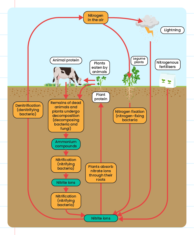 Nitrogen Cycle