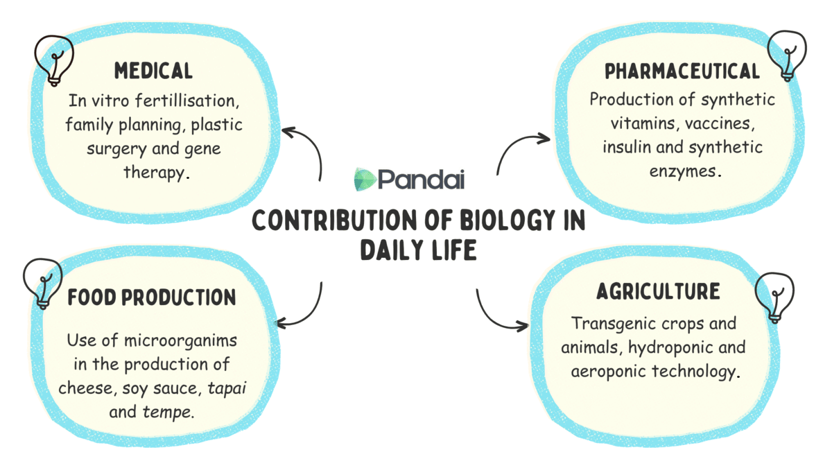 This image illustrates the contributions of biology in daily life, categorized into four main areas: 1.Medical: In vitro fertilization, family planning, plastic surgery, and gene therapy. 2. Pharmaceutical: Production of synthetic vitamins, vaccines, insulin, and synthetic enzymes. 3. Food Production: Use of microorganisms in the production of cheese, soy sauce, tapai, and tempe. 4. Agriculture: Transgenic crops and animals, hydroponic and aeroponic technology. 