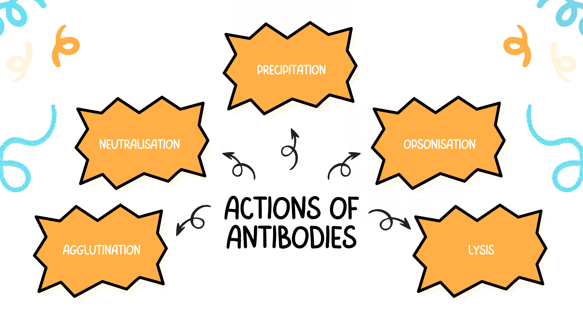 The image is an infographic illustrating the actions of antibodies. At the center, the text ACTIONS OF ANTIBODIES is written in bold. Surrounding this central text, there are five orange, irregularly shaped boxes connected by arrows. Each box contains a different action of antibodies: PRECIPITATION, NEUTRALISATION, OPSONISATION, AGGLUTINATION, and LYSIS. The background is white with some decorative elements like squiggly lines and loops in blue and orange.