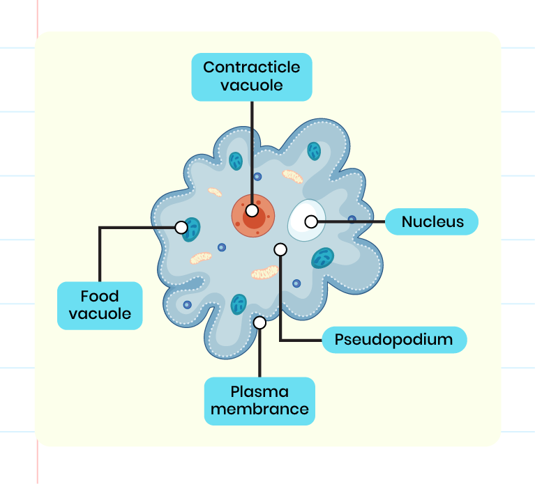 The image shows the detailed structure of Amoeba sp. There is the plasma membrane, nucleus, food vacuole, pesudopodium and contractile vacuole