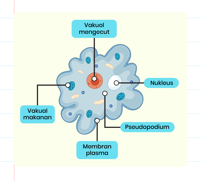 Imej menunjukkan struktur terperinci Amoeba sp. Terdapat membran plasma, nukleus, vakuol makanan, pesudopodium dan vakuol mengecut