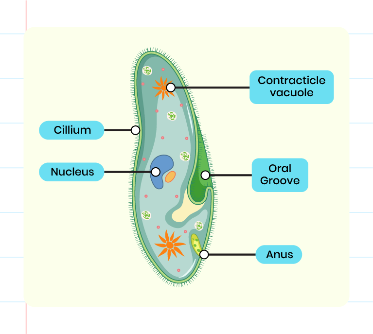 The image shows the detailed structure of Amoeba sp. There is the cilium, oral groove, contractile vacuole, nucleus and anus