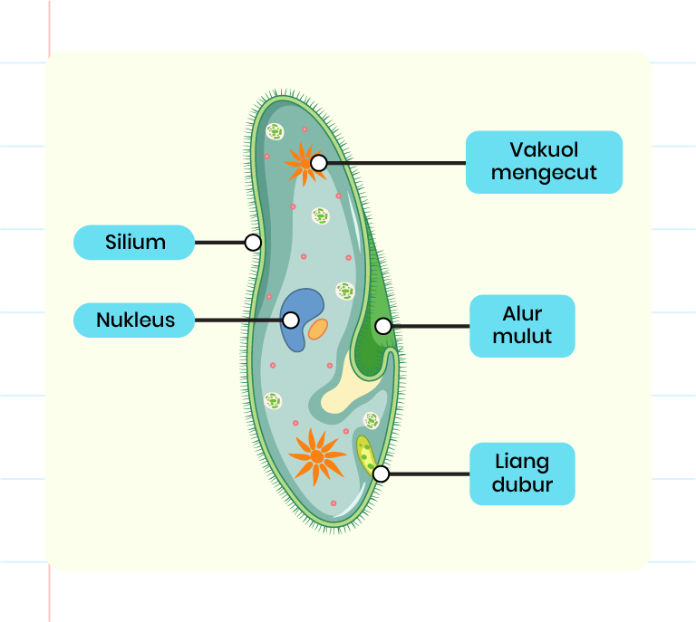 Imej menunjukkan struktur terperinci Amoeba sp. Terdapat slium, alur mulut, vakuol mengecut, nukleus dan liang dubur