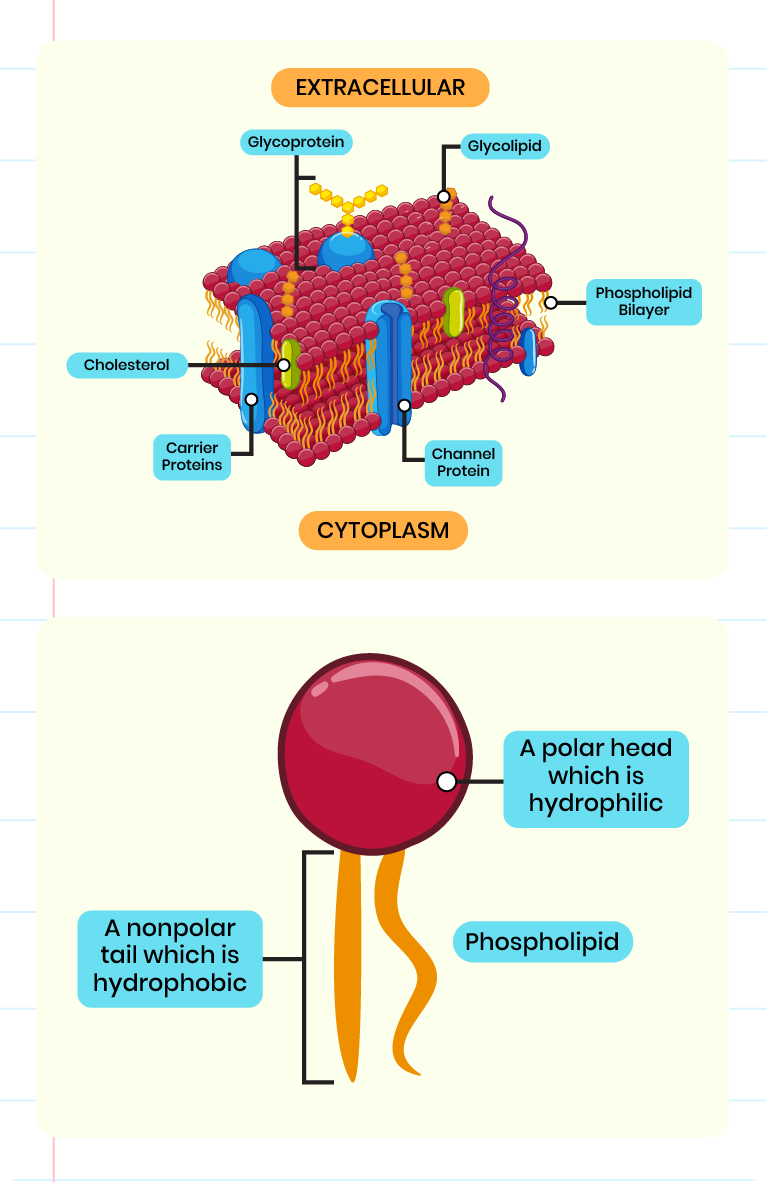 The diagram shows the structure of the plasma membrane which consists of a bilayer of phospholipids, glycoproteins, glycolipids, pore proteins, carrier proteins and cholesterol. The diagram also shows the position of molecules at the outside of the cell and at the inside of the cell.