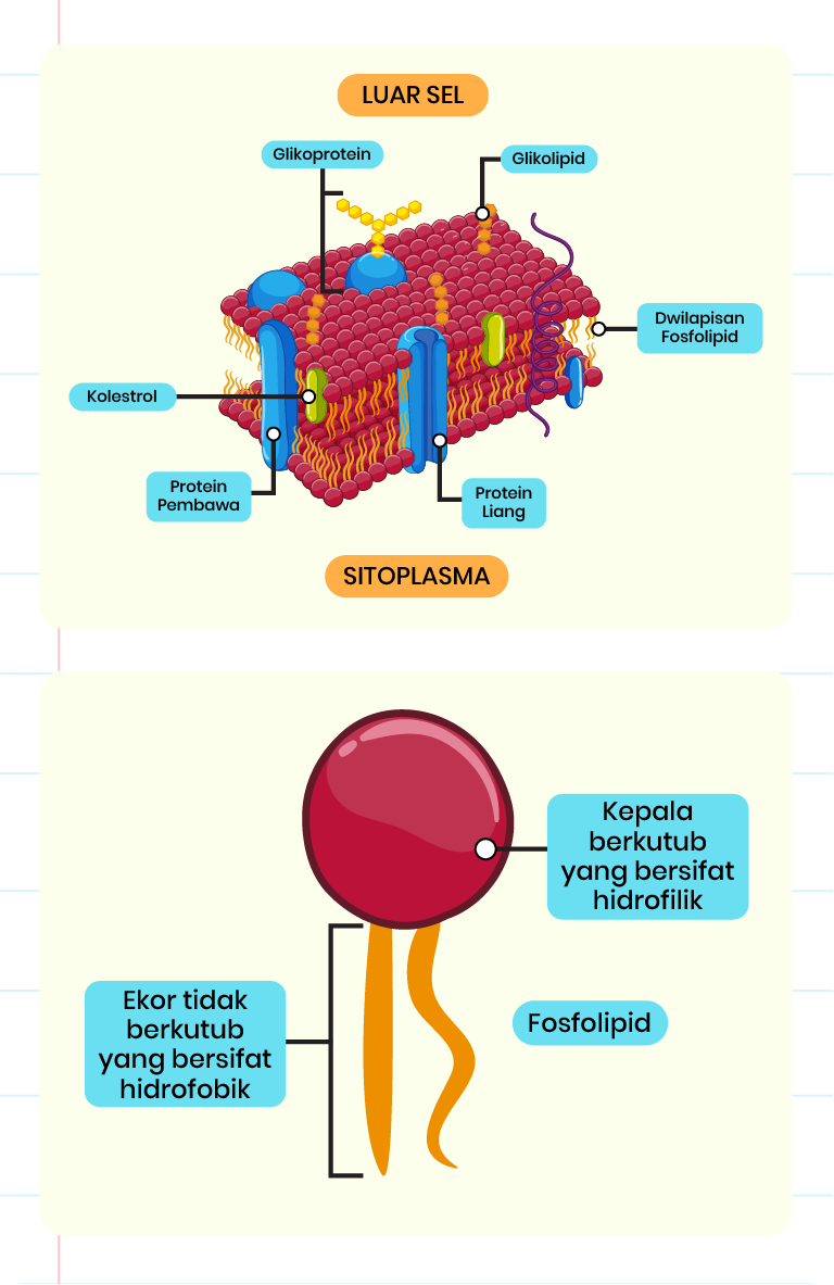 Rajah menunjukkan struktur membran plasma yang terdiri daripada dwilapis fosfolipid, glikoprotein, glikolipid, protein liang, protein pembawa dan kolesterol. Rajah juga menunjukkan kedudukan molekul yang berada di luar sel dan di dalam sel.