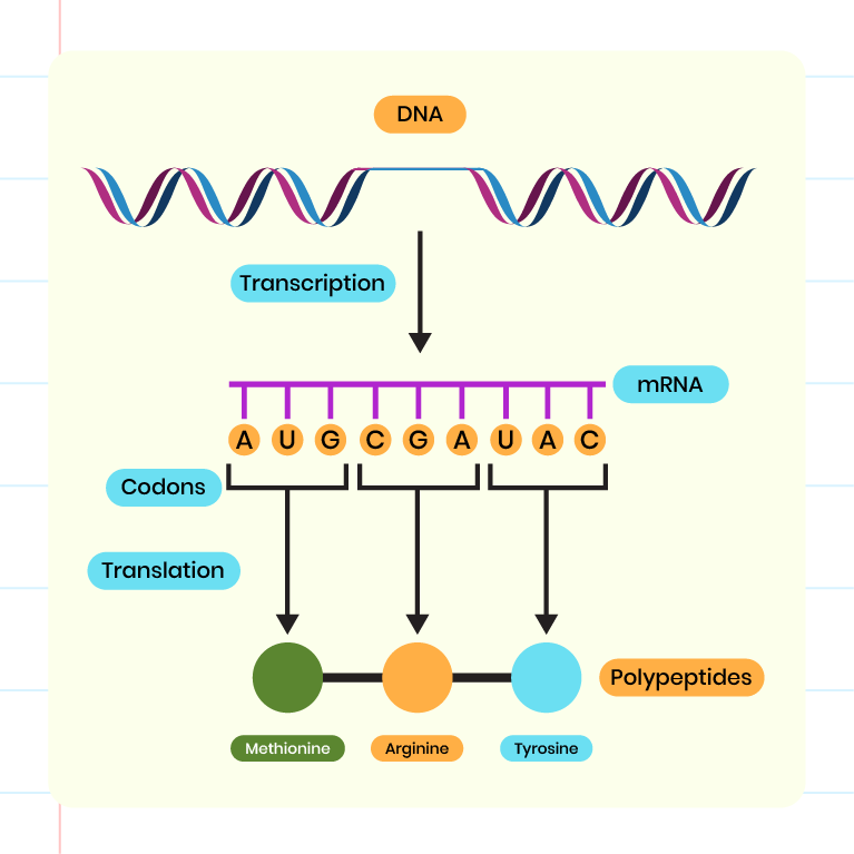 The diagram shows the process of synthesizing proteins that involves the transcription process of DNA to mRNA. A sequence of three bases on DNA is transcribed at mRNA codons which are then translated into amino acid sequences to form a polypeptide chain.