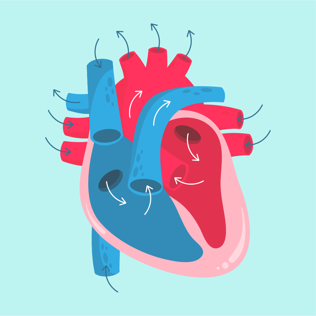 Blood Circulatory System
